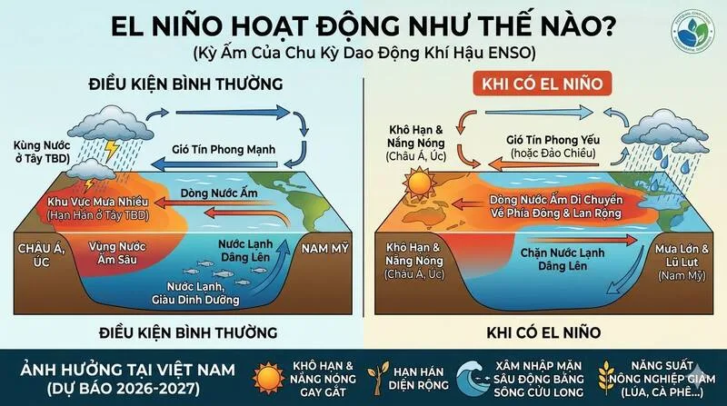 El Nino hình thành khi gió tín phong suy yếu, khiến nước ấm dịch chuyển và làm thay đổi hoàn lưu khí quyển.
